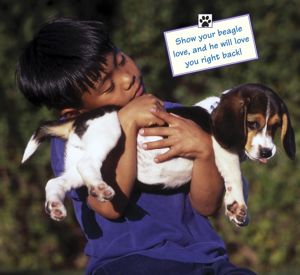 Show your beagle love and he will love you right back You can play a - photo 11