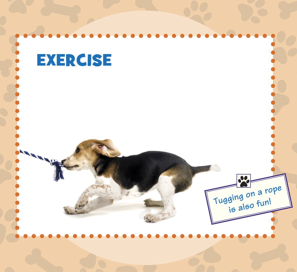 EXERCISE Beagles need lots of exercise You will want to walk your beagle - photo 13