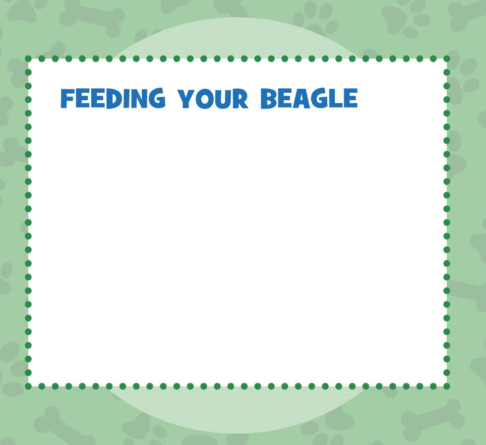 FEEDING YOUR BEAGLE Beagles can be fed wet or dry dog food Ask a - photo 14