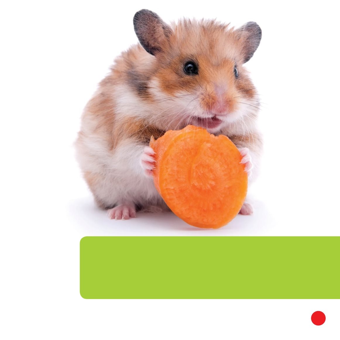 He gives him hamster food He gives him vegetables Hamsters need - photo 9