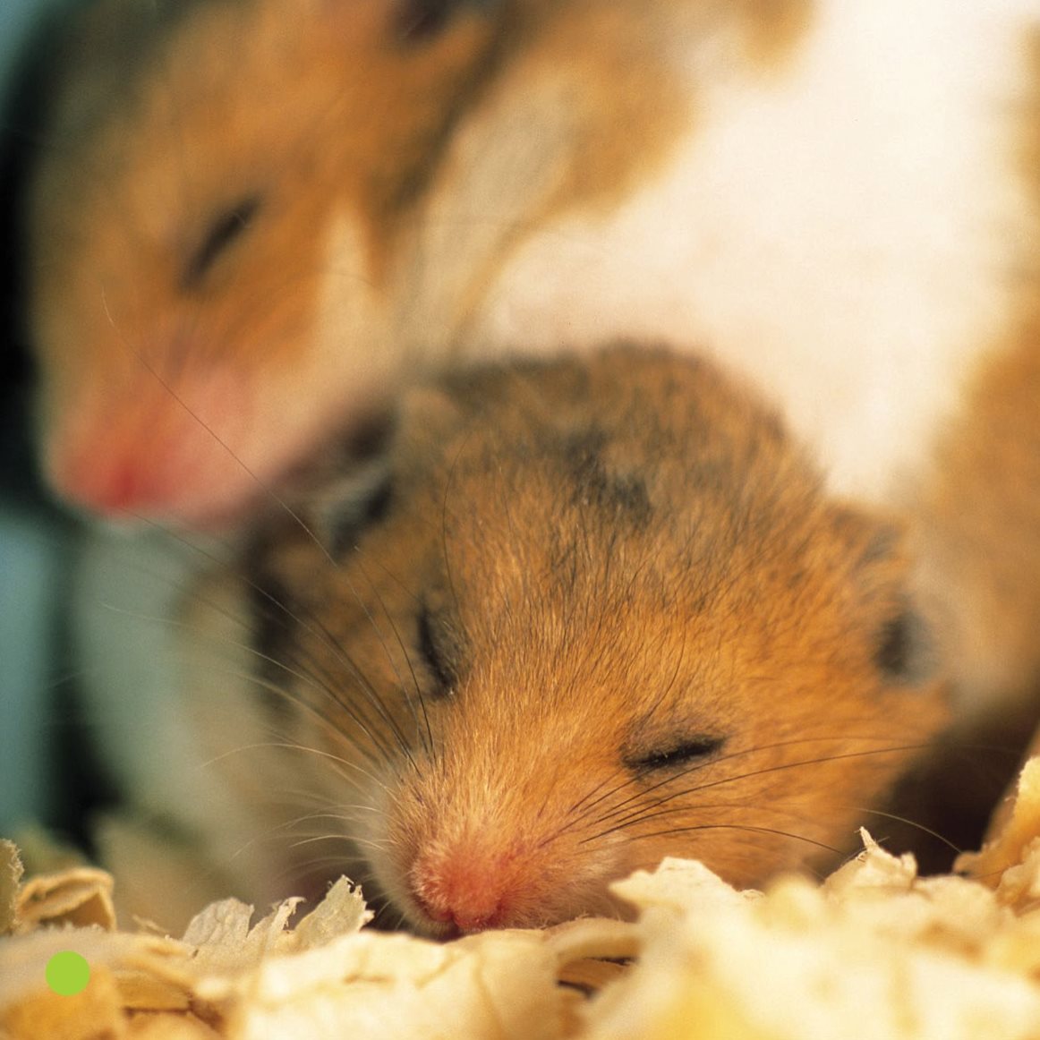 Hamsters are nocturnal They sleep during the day They are up at night - photo 14