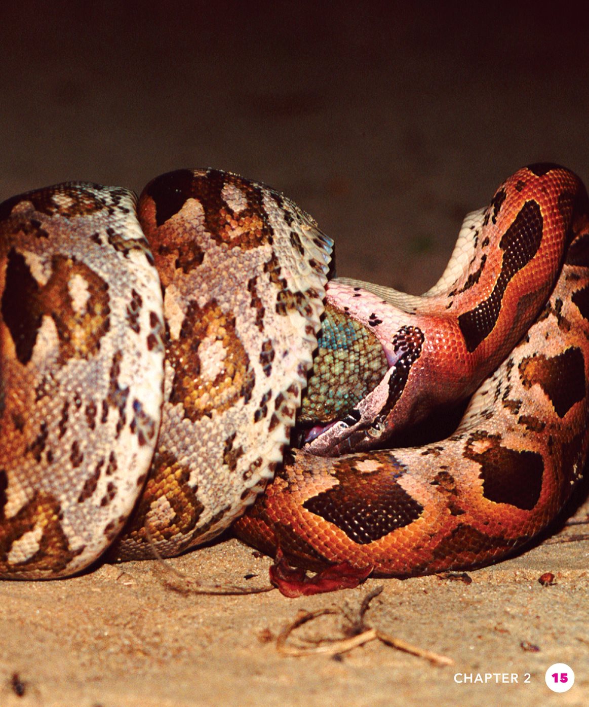 CHAPTER SHEDDING AND MATING Scales cover a snakes body like armor They - photo 15