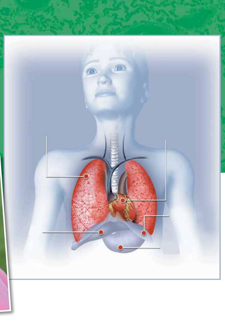 lungs heart stomach liver diaphragm The Heart and How It Works - photo 9