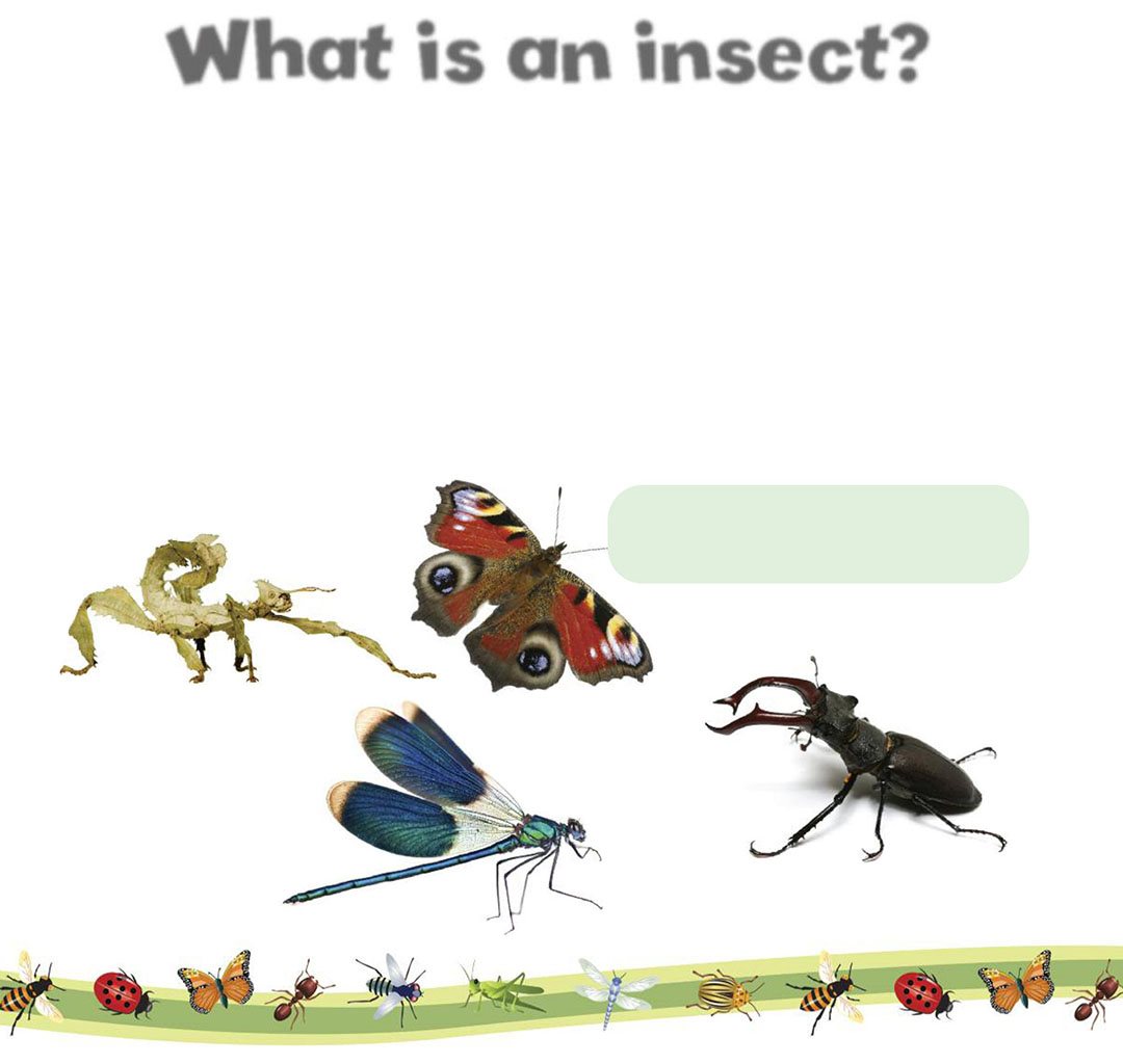 What is an insect An insect is an animal It is an invertebrate An - photo 6