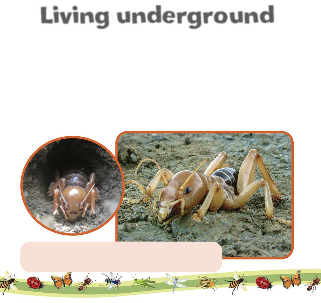 Living underground Some insects make homes called burrows in underground - photo 10