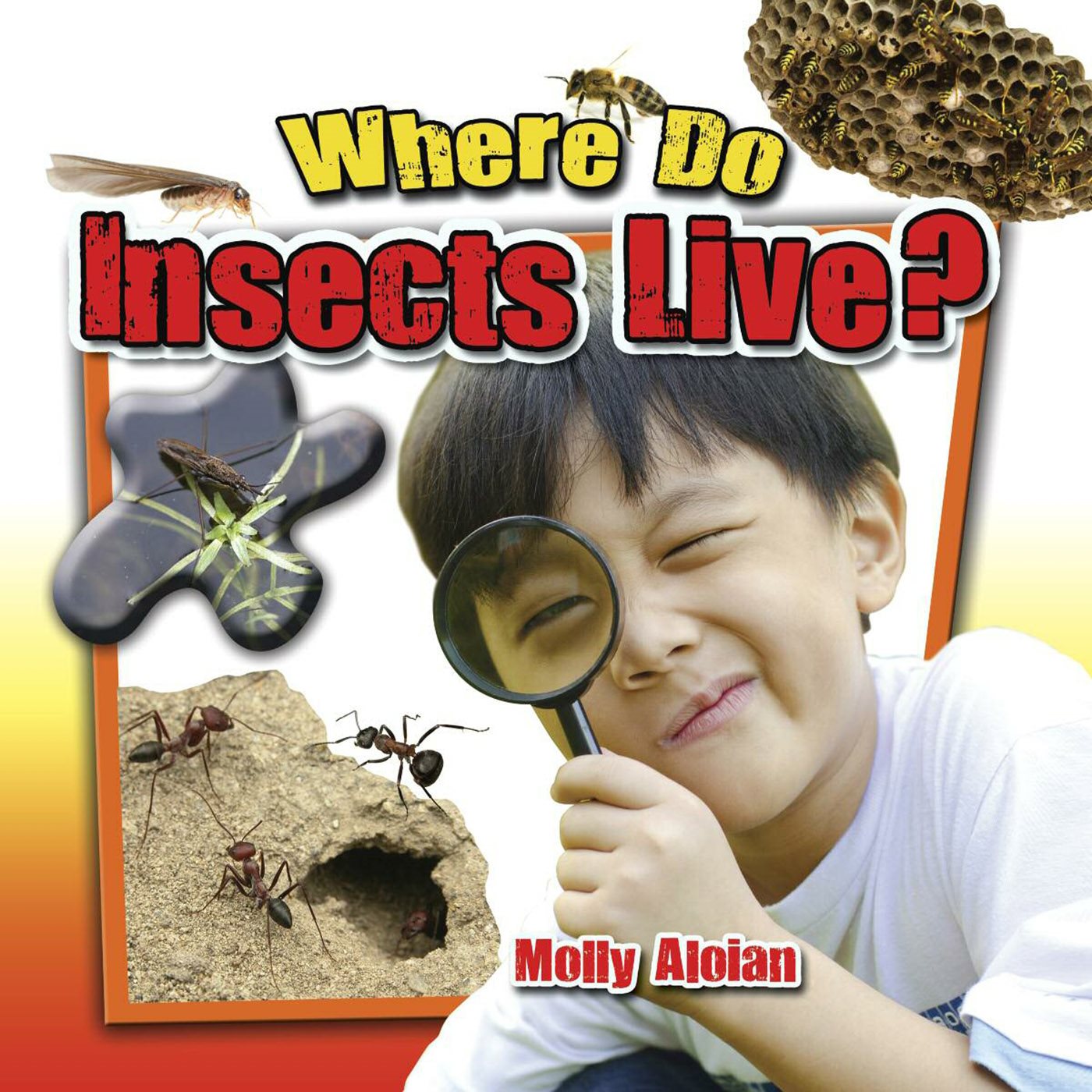 Where Do Insects Live - image 1