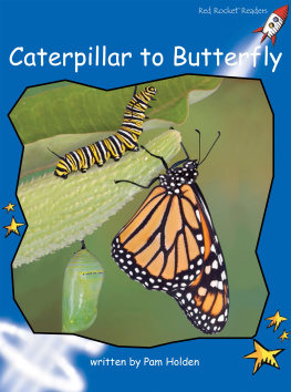 Pam Holden Caterpillar to Butterfly