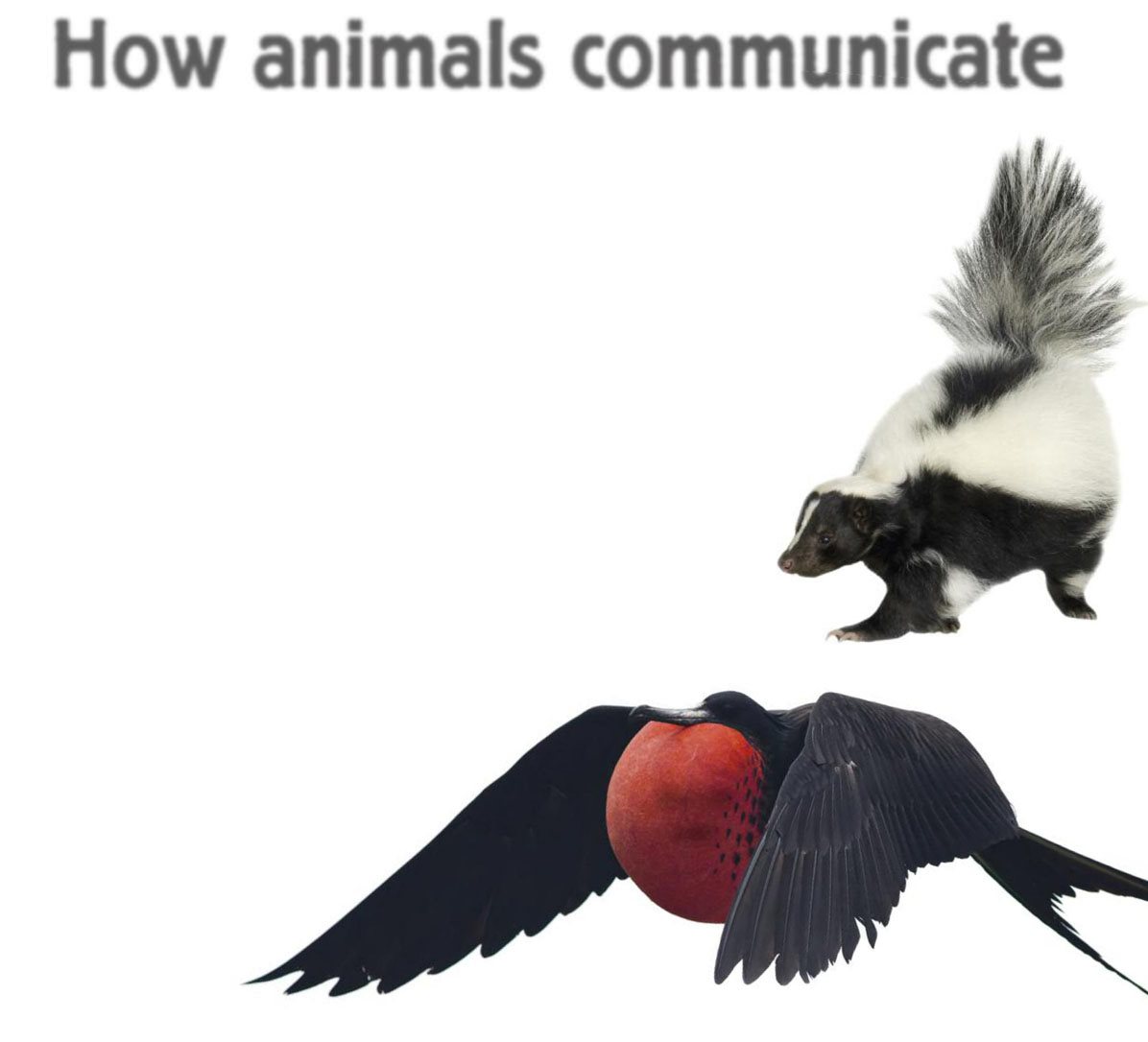 How animals communicate Animals communicate to attract mates scare - photo 8