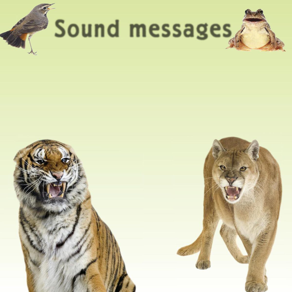 Sound messages Some animals make sounds to scare away enemies Tigers and - photo 10