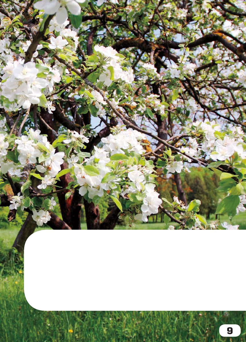 Flowers grow on trees There are white flowers on this apple tree - photo 11