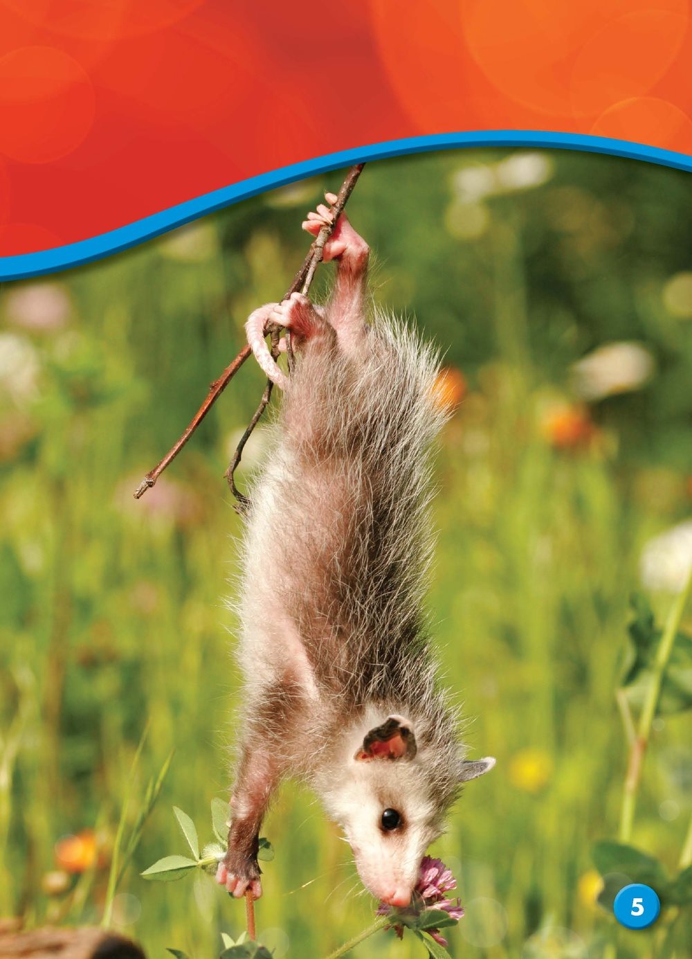 Opossums live in grasslands forests and cities They like to live by - photo 5