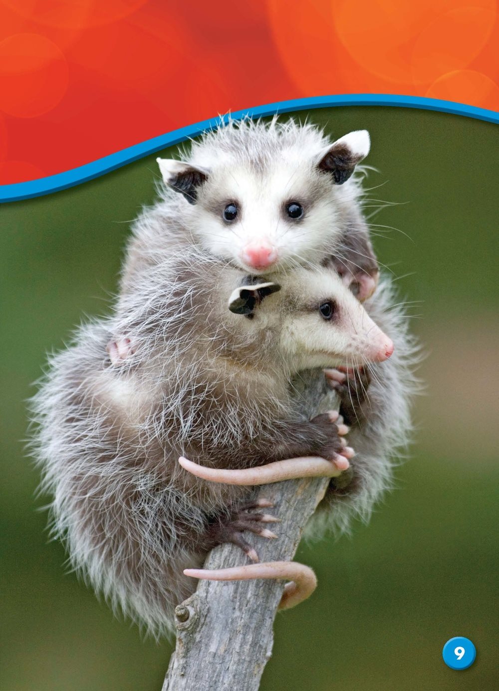 Opossums use their long tails to hold on to branches This helps them - photo 10