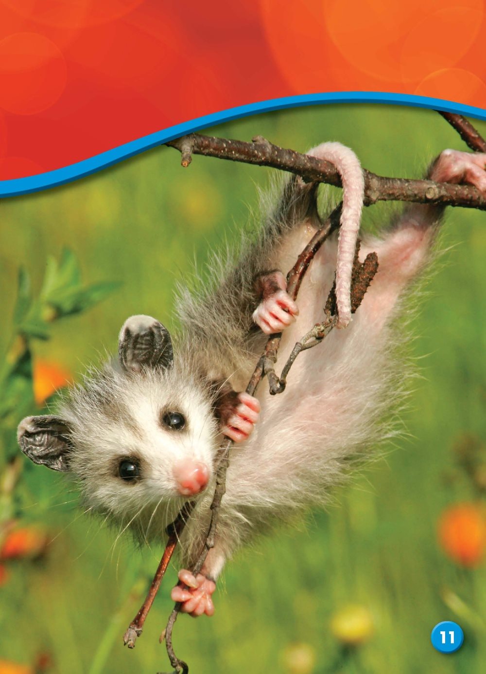 Opossums eat plants fruits insects small animals with sixlegs and hard - photo 13