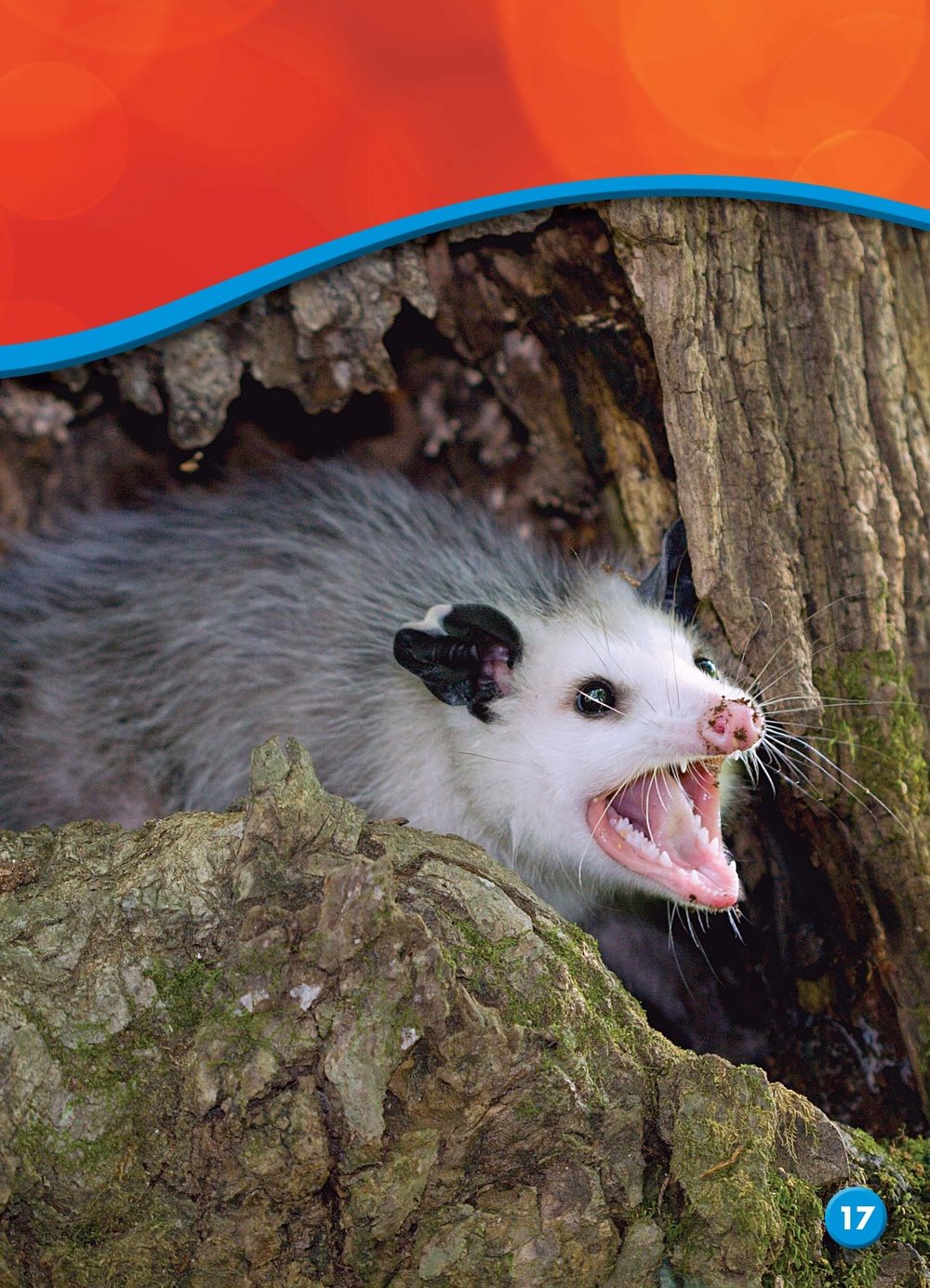 A female opossum has a pouch a pocket of skin on thebelly of a female - photo 21