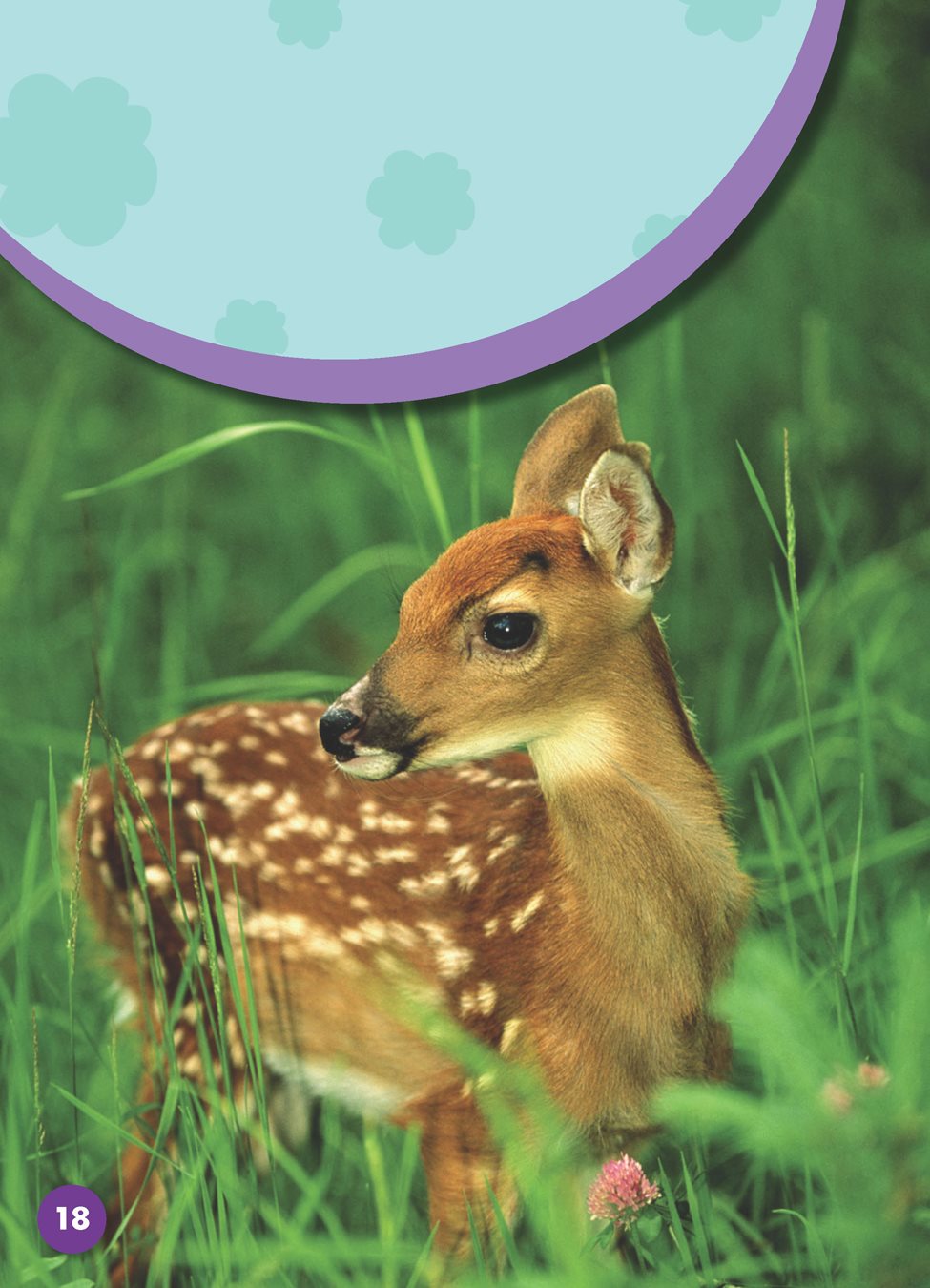 Animals give birth to their young in spring Deer have fawns Sheep have - photo 23