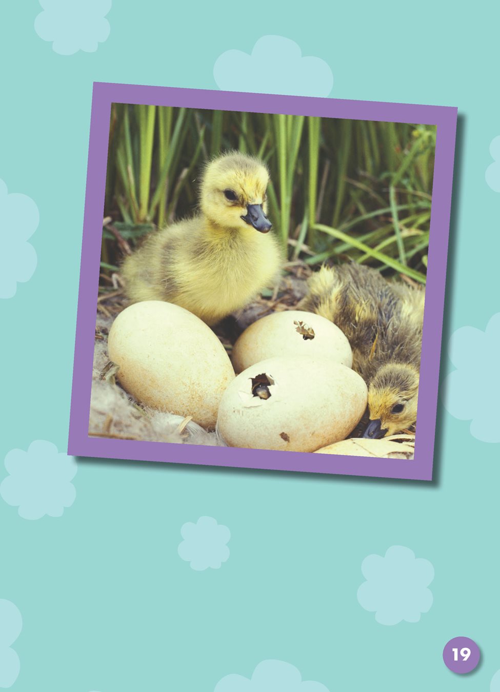 Ducklings baby ducks and tadpoles a young frog or toad hatch from eggs - photo 24