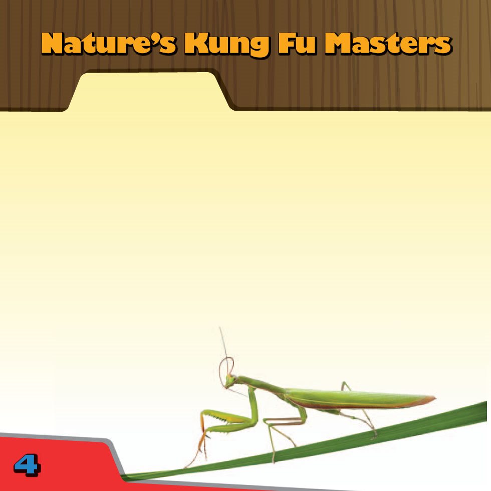 Natures Kung Fu Masters Some people love praying mantises more than other - photo 6