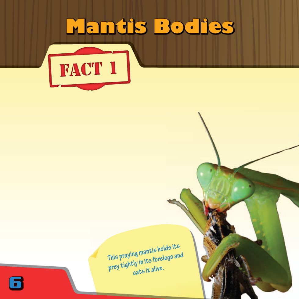 Mantis Bodies FACT A praying mantiss front legs are strong enough to crush - photo 8