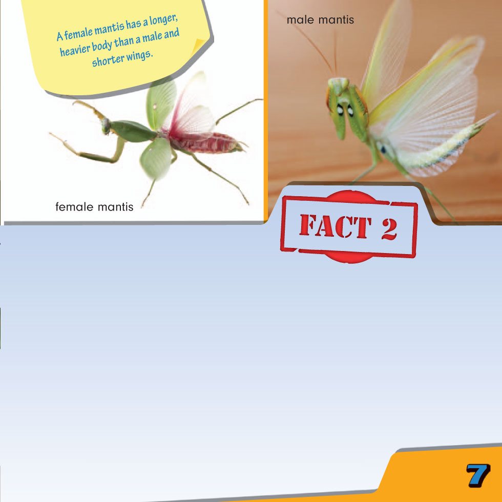 FACT Male mantises can fly but females usually cant A mantis has two - photo 9