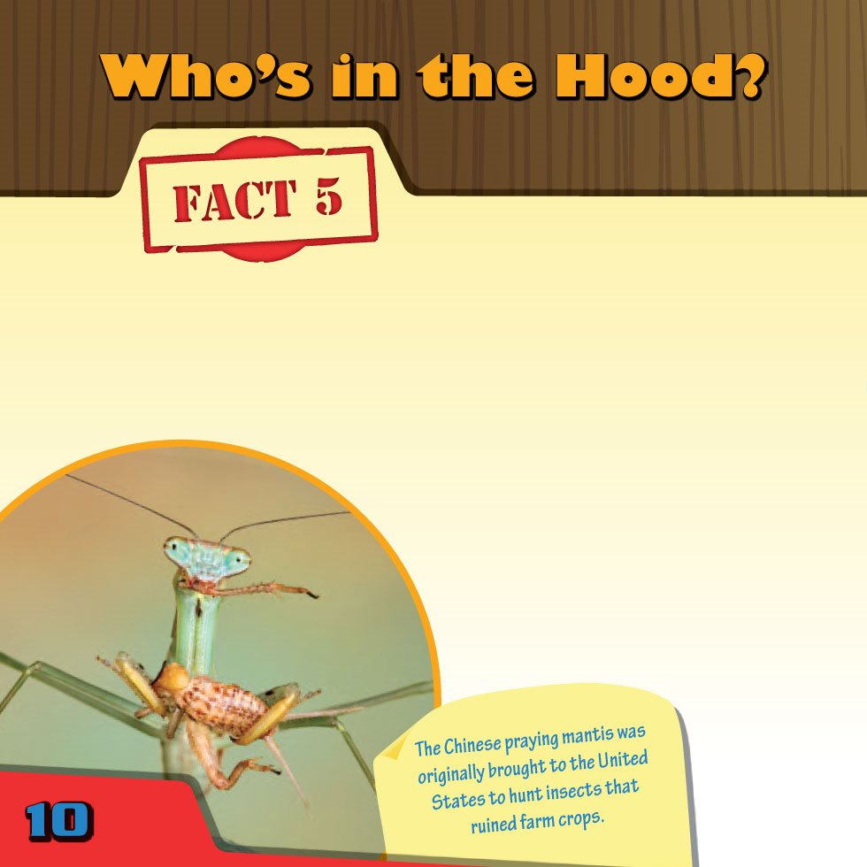 Whos in the Hood FACT There are more than 2000 species of mantises all - photo 12