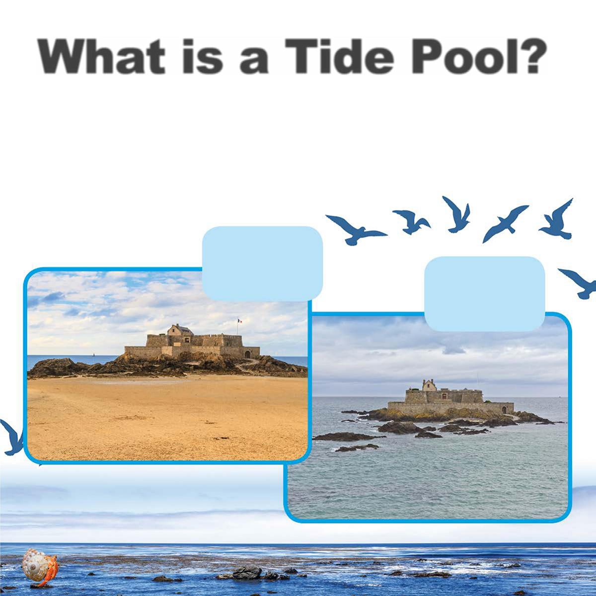 What is a Tide Pool Tides happen when water from the ocean moves in and - photo 6