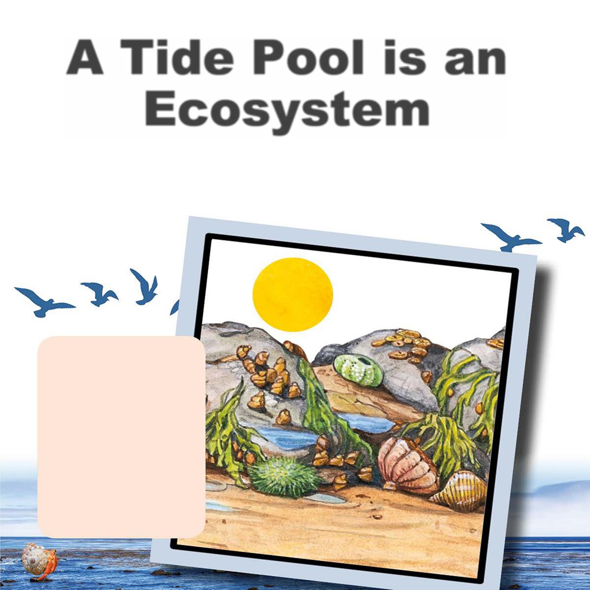 A Tide Pool is an Ecosystem A tide pool is a type of ecosystem An - photo 8