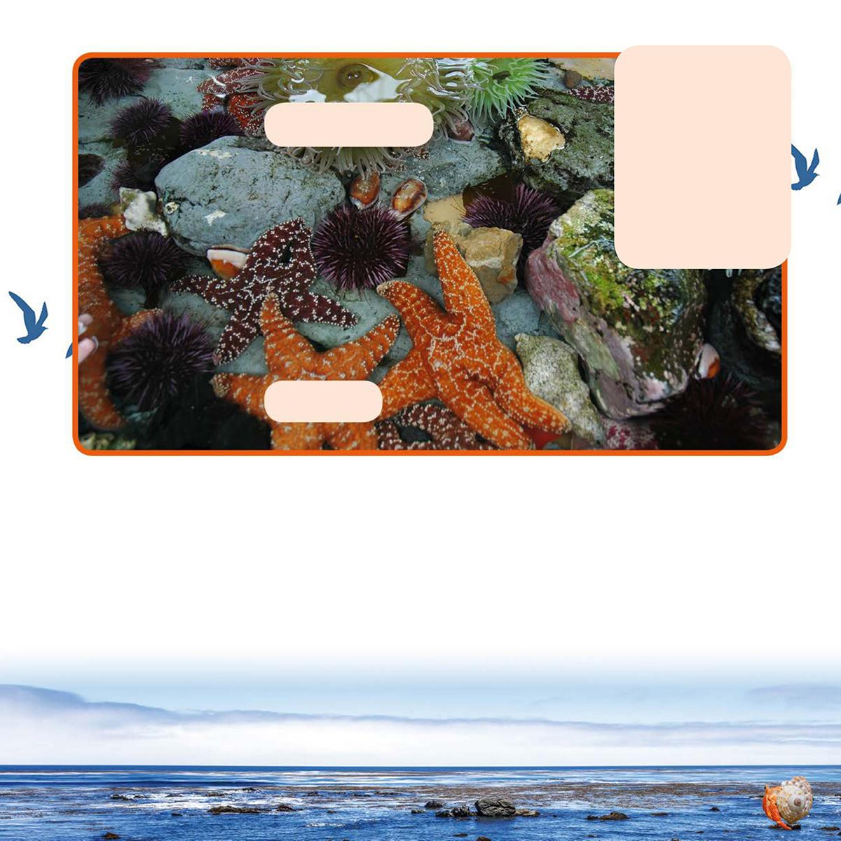 Sea stars and sea anemones are some of the living things found in - photo 9