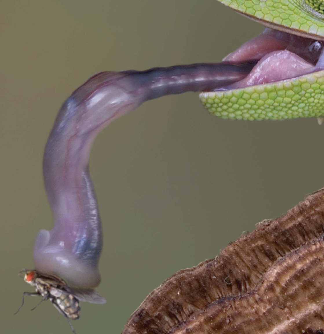 Yum I like to eat insects Do you know what I am - photo 19