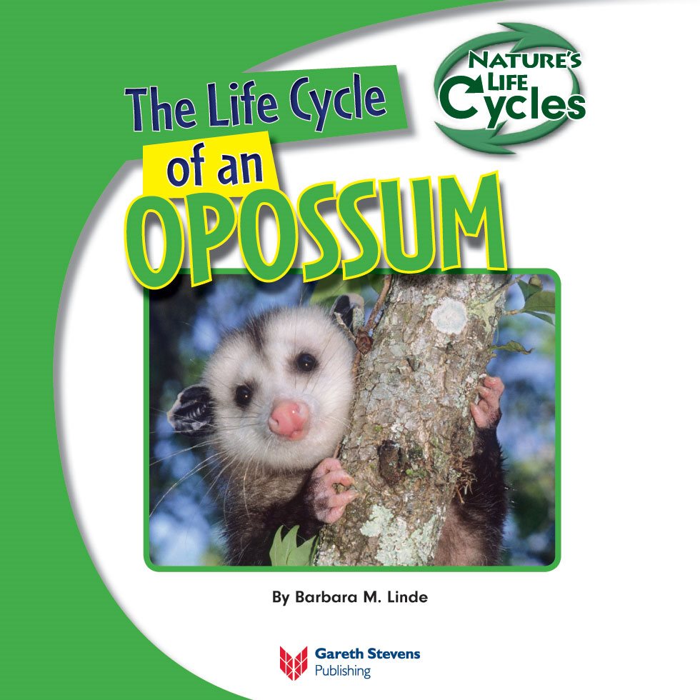 The Life Cycle of an OPOSSUM By Barbara M Linde Please visit our - photo 3