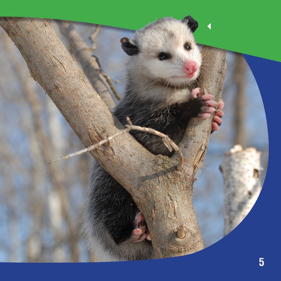 Opossums are also called possums A Special Marsupial An opossum - photo 7