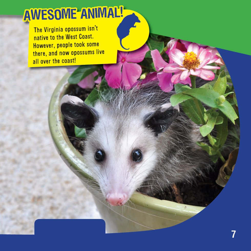 AWESOME ANIMAL The Virginia opossum isnt native to the West Coast However - photo 9