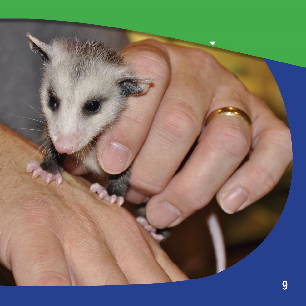 Baby opossums already have sharp claws Hungry Babies The baby - photo 11