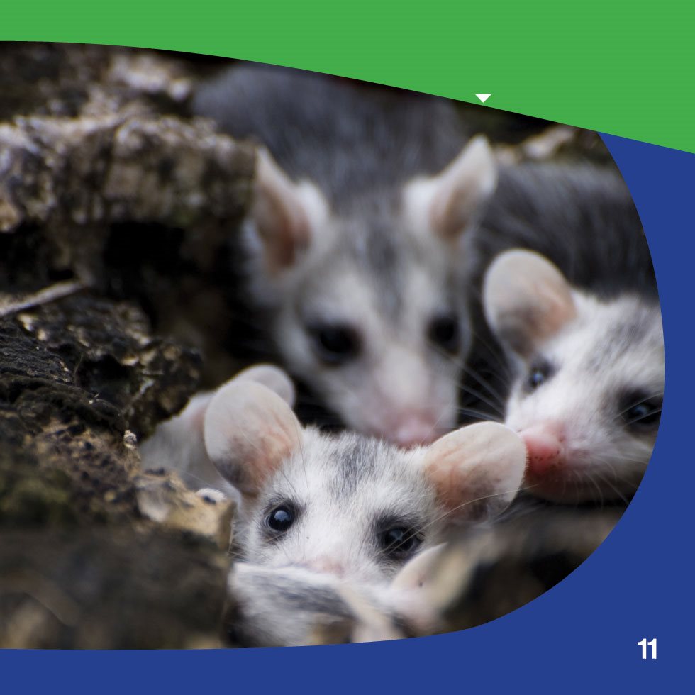 These opossum babies peek out of their den in a tree Young Opossums - photo 13