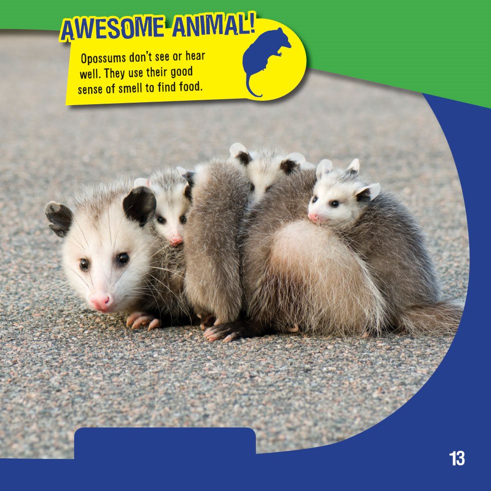 AWESOME ANIMAL Opossums dont see or hear well They use their good sense of - photo 15