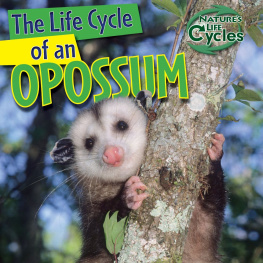 Barbara M. Linde - The Life Cycle of an Opossum