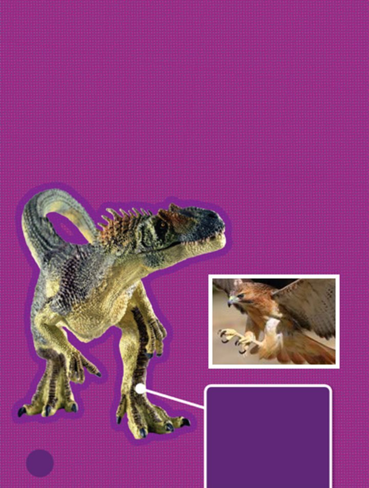 Tyrannosaurus and Allosaurus were both meat eaters Their sharp teeth - photo 6