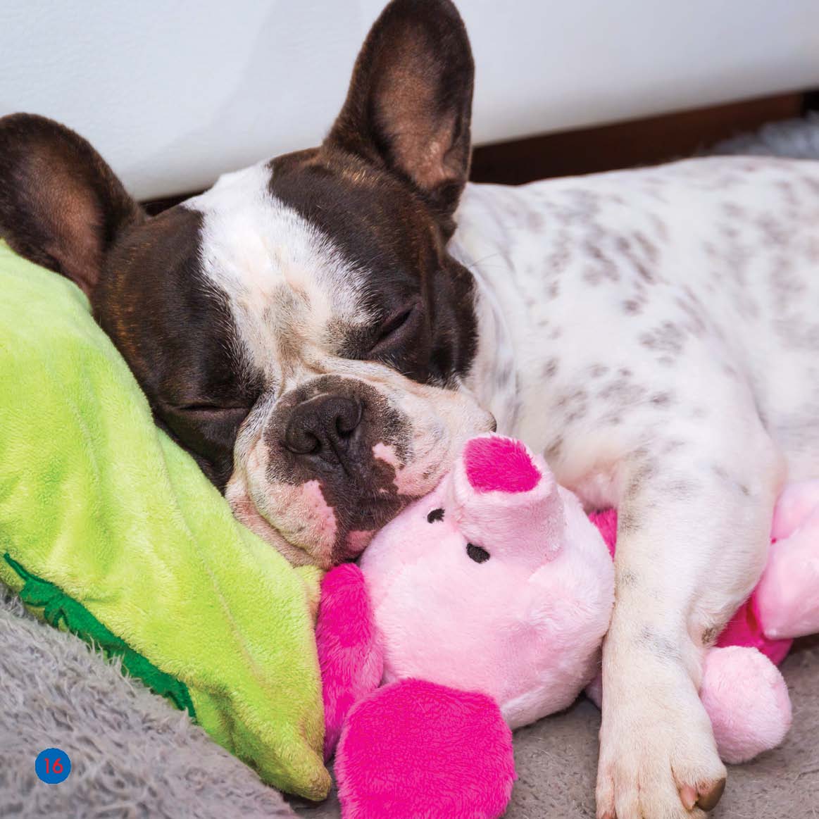 Frenchies sleep a lot too Do they love to play Yes - photo 16