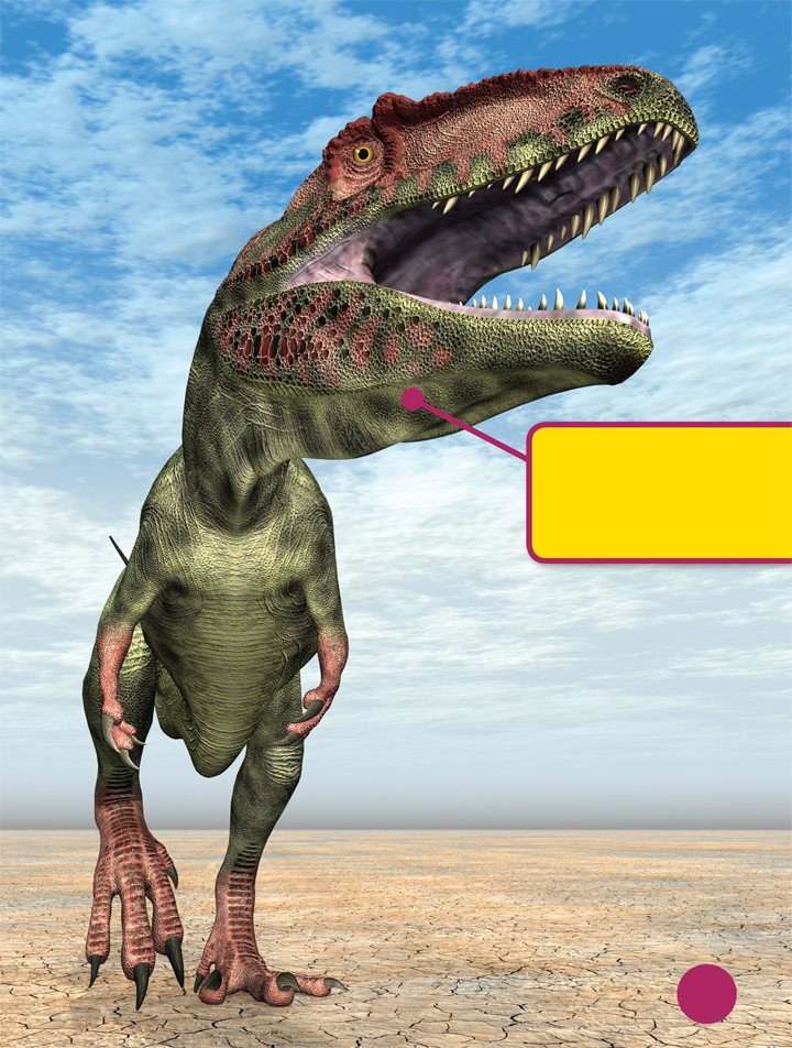 Giganotosaurus lived in South America Giganotosaurus did not have a - photo 12