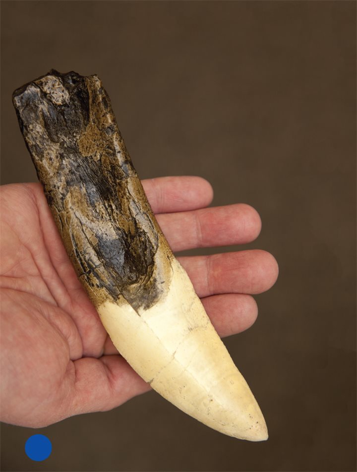 Giganotosaurus teeth were the size of bananas They had sharp points and - photo 19