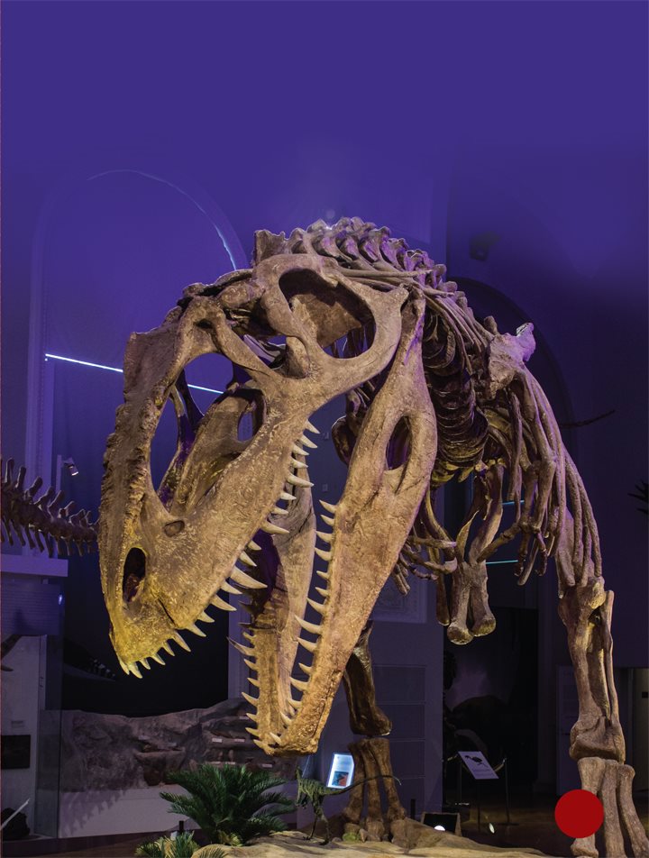 The largest hunting dinosaurs belonged to a group called theropods - photo 6