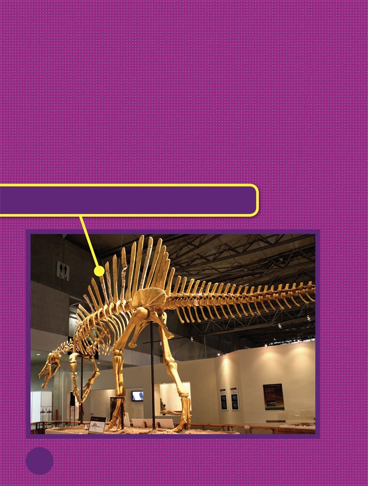 Spinosaurus was named for the tall spines on its back Skin probably - photo 9