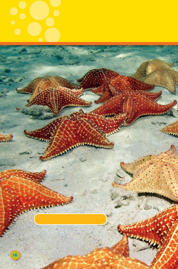 Some animals here cushion sea stars swim very very slowly Some - photo 18