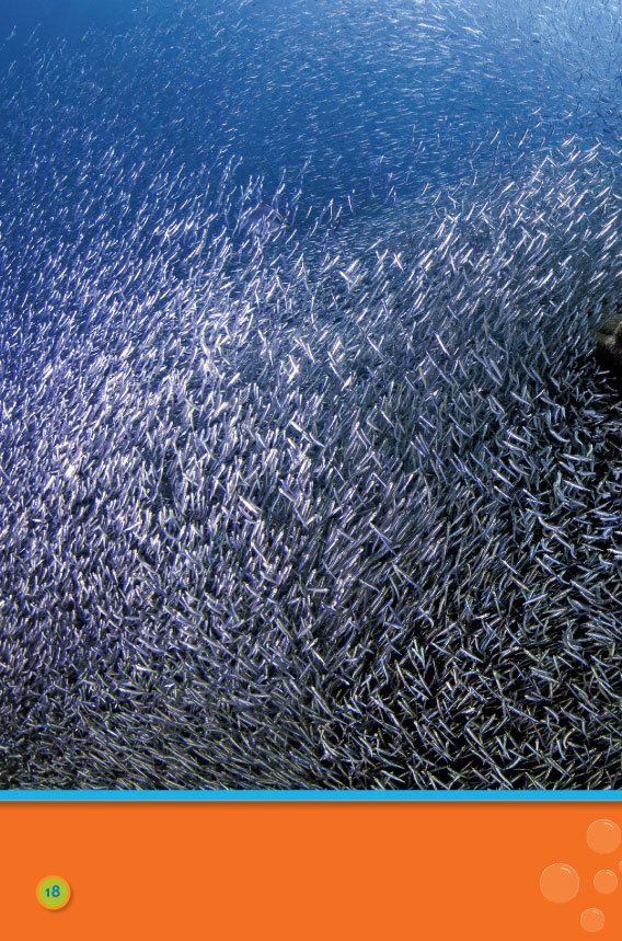 Some swim very very fast school of minnows Swim fish These - photo 20