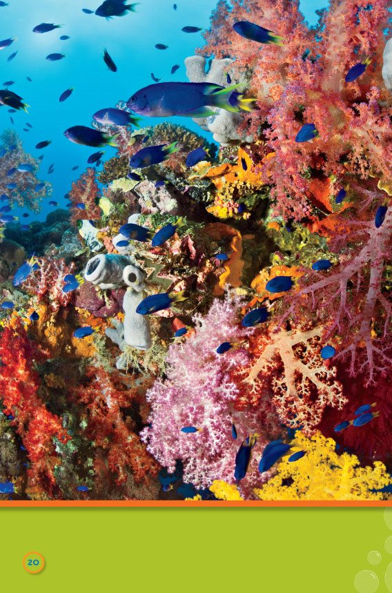 These animals live underwater The ocean is their home Coral Reef - photo 22