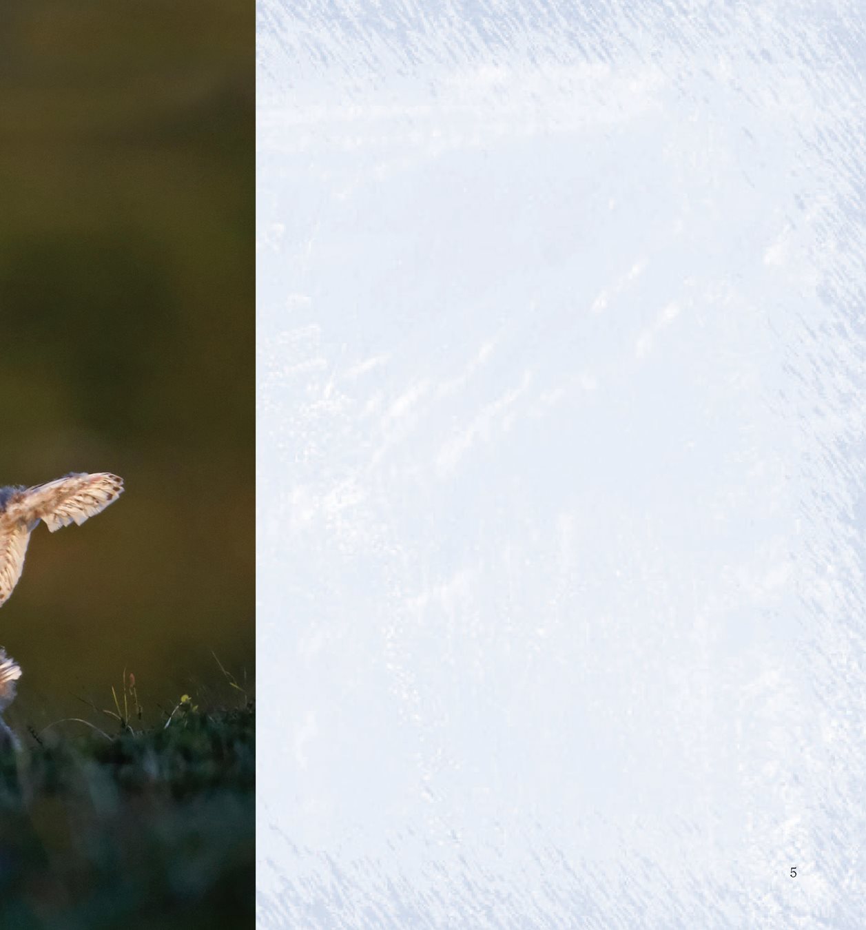 Cold wind across the arctic tundra Overhead a snowy owl soars through the - photo 7