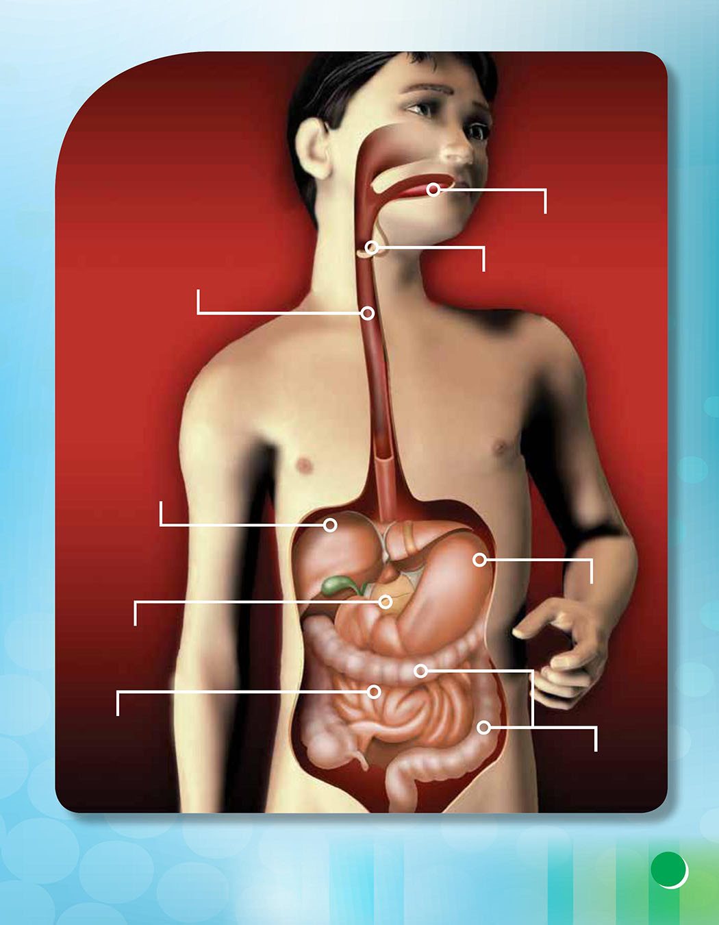 Complete Digestive System tongue pharynx stomach large intestine - photo 11