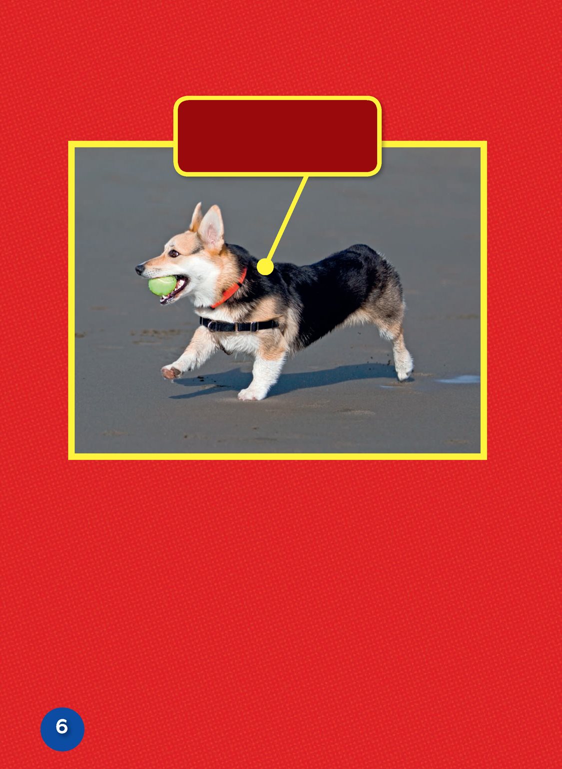 Fetch is this corgis favorite game Corgis are peppy They are fast - photo 8