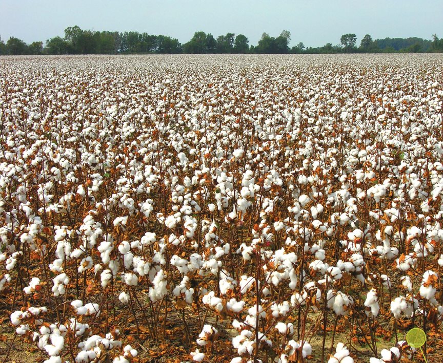 Machines pick the cotton Cotton is ready to be picked in the fall The - photo 5