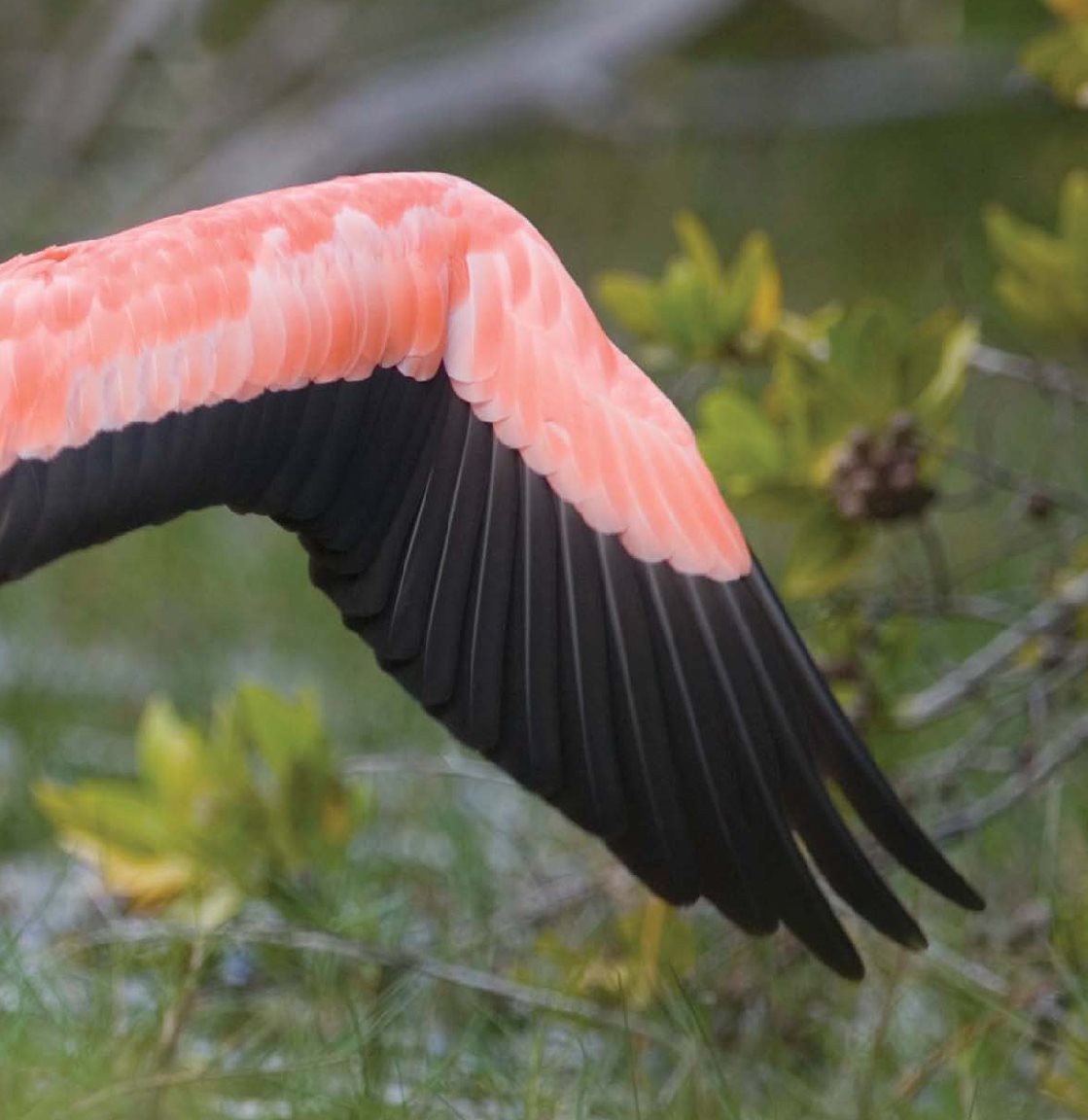 I fly in flocks with other birds like me Do you know what I am - photo 20