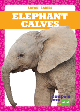 Genevieve Nilsen - Elephant Calves